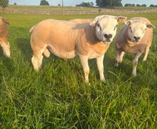 Selection of Shearling & Ram lambs