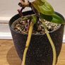 Philodendron Painted Lady - updated photos Image 10