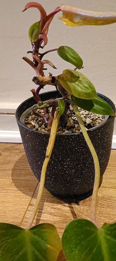Philodendron Painted Lady - updated photos