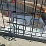 Bird cage Image 2