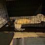 Large Folding Dog Crate Image 6
