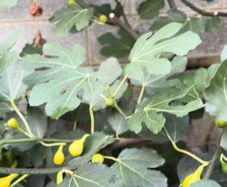 Fig Trees