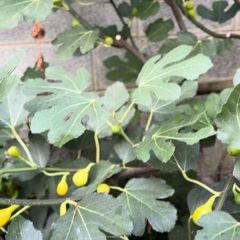 Fig Trees