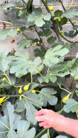 Fig Trees