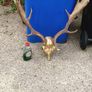 26" Stag's head Antlers Image 2