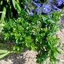 Garden Plants - mixed Image 9