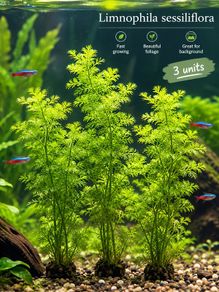 Fish Tank plant Liminophila