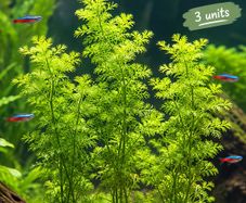 Fish Tank plant Liminophila