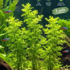 Fish Tank plant Liminophila