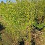 Bamboos plants.  delivery available Image 7