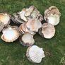 sea shells cupped Image 2