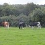 3 Pedigree registered maiden Heifers Image 6
