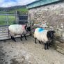 Blackface Rams Image 3