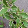 Variegated Wiegela Image 2