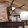 French Oak Antler Wall Mount 1 Image 3