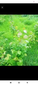 aspen ash trees available