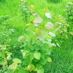 aspen ash trees available