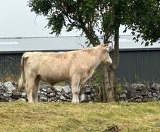 Bull