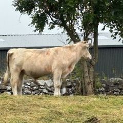 Bull