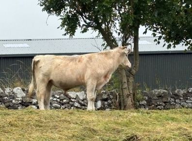 Bull