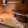 reptile tank , 2 year old , tortoise too big needs to upgrade ! Image 2