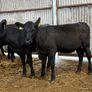10 heifer Weanlings Image 3