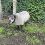 Rams Image 10