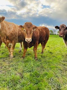 Purebred limousine bull for sale