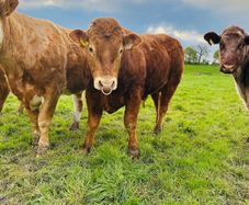 Purebred limousine bull for sale