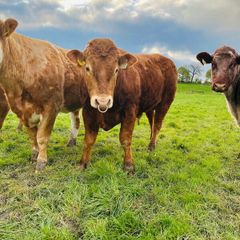 Purebred limousine bull for sale