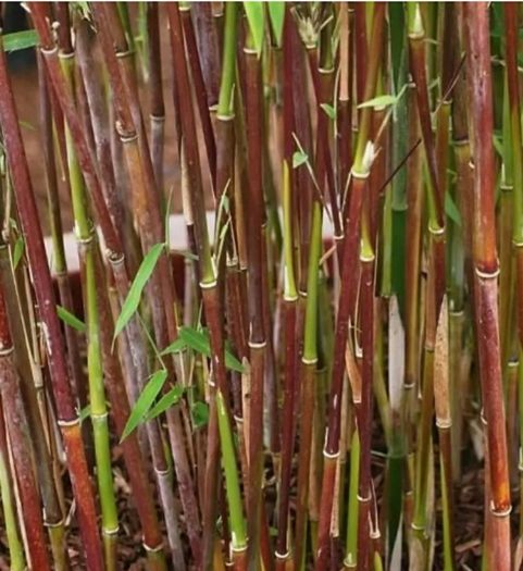 Bamboos Red dragon Jiuzhaigou