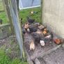 Chickens Image 3