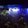 Fish guppies 1e each Image 5