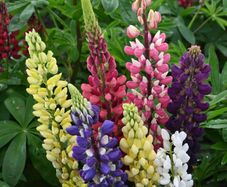 (L) Lupin Formula Mix seeds 1g (45s) (430062)
