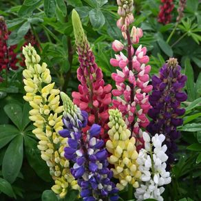 (L) Lupin Formula Mix seeds 1g (45s) (430062)