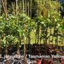 Eucalyptus trees for sale Image 2