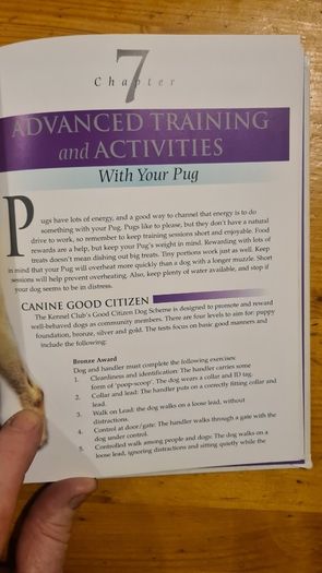 The Pug By Susan. M. Ewing. Wayne Hunthausen, D. V. M. Consulting Vetenary Editor. Large Volume Book In Very Good Condition.
