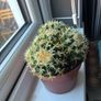 Golden Barrel Cactus (Echinocactus) Image 4