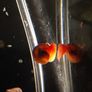 snail aquarium Image 3