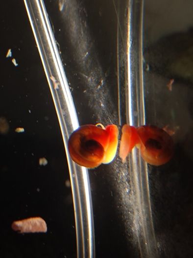 snail aquarium