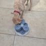 dog Image 3