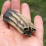 Fossil  Tooth Image 3