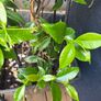 Established 210cm evergreen trachelospermum star fragrant flower jasmine in large rattan planter with trellis Image 8