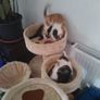 Kittens Image 2