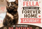 Beautiful female kitten