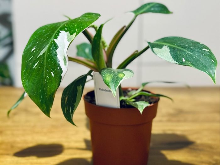 Philodendron White Princess in 12cm pot and 25cm in height