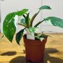 Philodendron White Princess in 12cm pot and 25cm in height Image 3