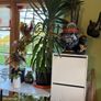 yucca Image 2