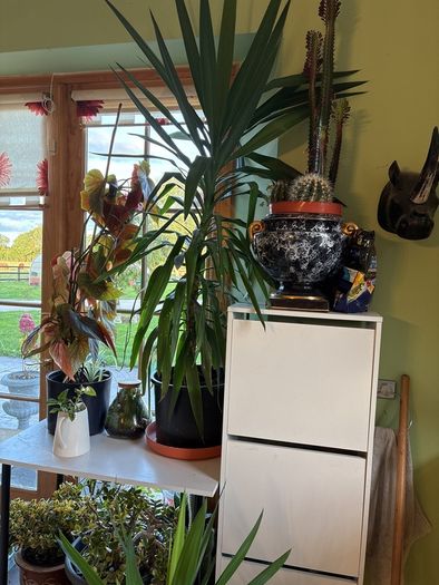yucca