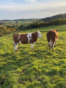 Hereford Heifers